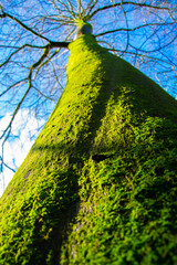 Large and green tree trunk with blue sky sen form below © Rocío González 