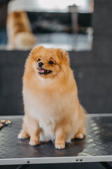 grooming dogs Spitz Pomeranian in the cabin