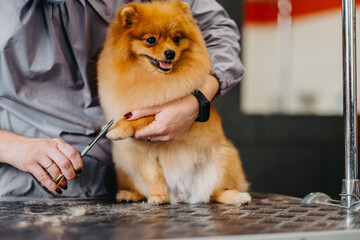 grooming dogs Spitz Pomeranian in the cabin