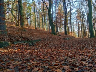 Deep forest in Europe with river and lake