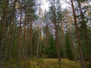 Deep forest in Europe with river and lake