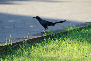 crow on the grass