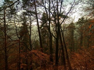Deep forest in Europe with river and lake