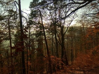 Deep forest in Europe with river and lake