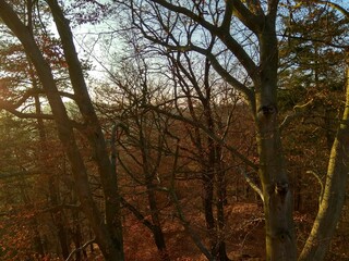 Deep forest in Europe with river and lake