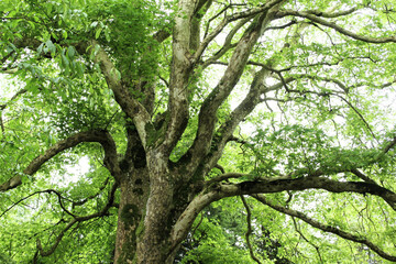 Bottom view of tree trunk to green leaves of big tree in forest. Green plant give oxygen in summer garden.