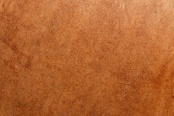leather grunge background: an old piece of tough camel skin, with scuffs, spots, scars