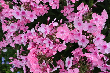 Pink phlox in raindrops on bright petals on a summer day in the garden.  Blossoming phlox with bright pink flowers after rain on a dark green background