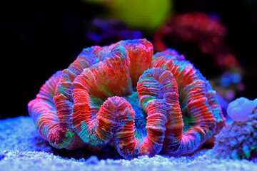 Rainbow coloration open brain LPS coral - Wellsophyllia radiata