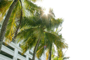 Fototapeta na wymiar Palm in city.