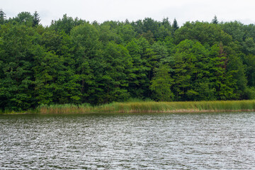 Fototapeta premium lake in the forest