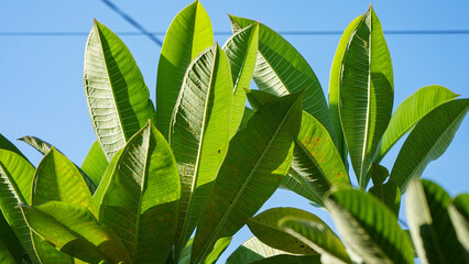 green leaves against blue sky