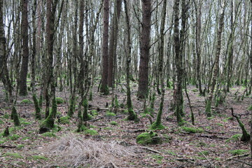 Obraz premium Moor / Marsh in Northern Germany / Moorlandschaft in Norddeutschland