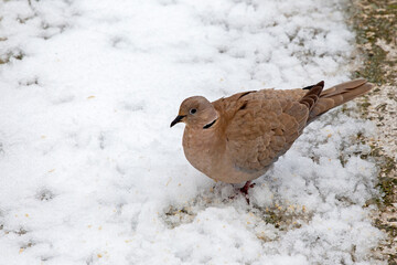 beautiful dove (Streptopelia decaocto)  looking for food into the snow in Athens, Greece. 