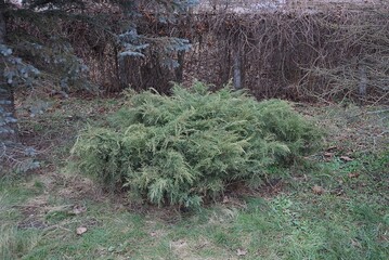 one small coniferous ornamental bush on green grass in the park