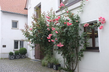 Fototapeta na wymiar blooming Gunzburg in Germany