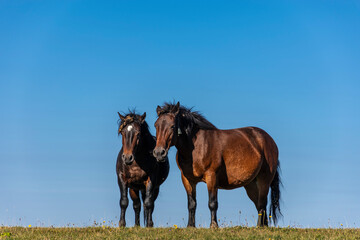 horses in the field