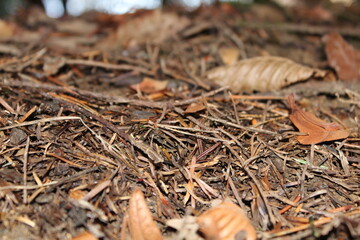 Waldboden natürlich in Nahaufnahme Wienerwald