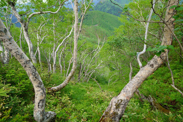ダケカンバの森
