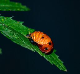Pupa de catarina sobre una hoja de Siuco con un fondo oscuro