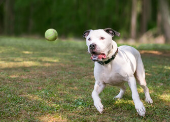 A black and white American Bulldog mixed breed dog playing with a ball outdoors