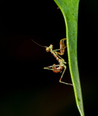 mini mantis religiosa subiendo por una hoja de sombra de toro con un fondo oscuro
