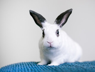 A small black and white Rex mixed breed pet rabbit sitting on a blue blanket