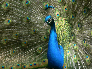 Fototapeta na wymiar Peacock with feathers out