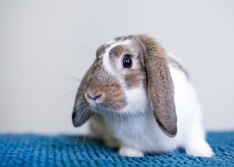 A brown and white Lop eared pet rabbit sitting on a blue blanket