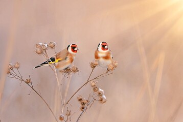 European goldfinch (Carduelis carduelis)