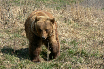 Brown bear walking in the wild park