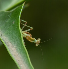 mantis religiosa pequeña observando con detenimiento la cámara