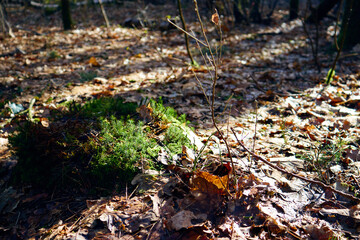 Closeup shot of grass and dry leaves on the forest - obrazy, fototapety, plakaty