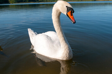 A white majestic swan floats in front of a wave of water. Young swan in the middle of the water. Drops on a wet head.