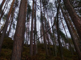 Fototapeta premium Deep forest in Europe with river and lake