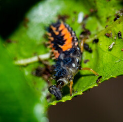 larva de Catarina dándose un festín con pulgones