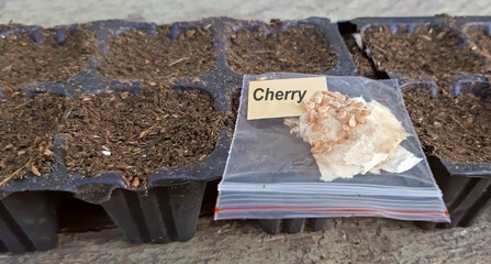 Fototapeta na wymiar Tomato seeds variety cherry - ready for sowing concept