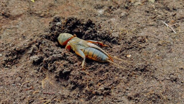 European mole cricket is digging into the ground. Gryllotalpa gryllotalpa. Side view