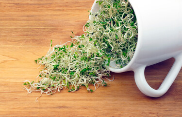 Organic young alfalfa sprouts in a cup on a wooden table