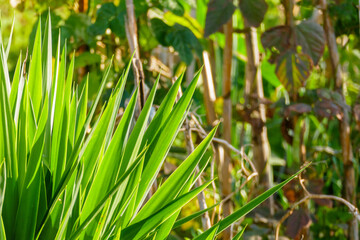 yucca leaves outdoor on sunny day..