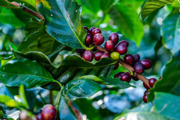 Beautiful closeup view of the coffee bean plant in an agriculture plantation in Costa Rica