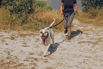woman running pulled by a dog. American bulldog running in the park with a girl. Canicros exercises.  Healthy lifestyle concept.