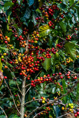 Beautiful closeup view of the coffee bean plant in an agriculture plantation in Costa Rica