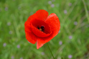 Fototapeta premium Mohnblume