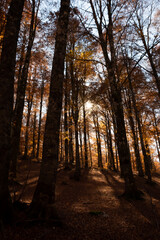 Fototapeta premium The shadows in the woods