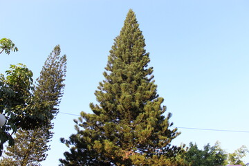 pine branches against sky