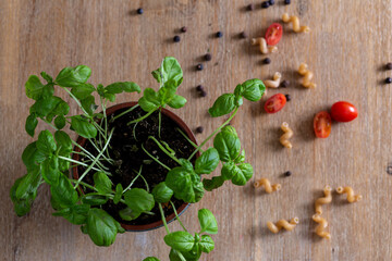 basilikum tomaten pasta nudeln pfeffer piment wacholderbeeren