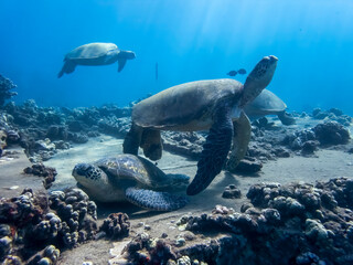Group of Sea Turtles and Fish on Coral Reef Underwater in Hawaii