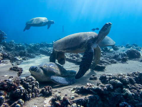 Group Of Sea Turtles And Fish On Coral Reef Underwater In Hawaii