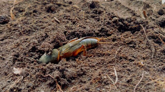 Gryllotalpa gryllotalpa, European mole cricket - agricultural pest on the background soils.